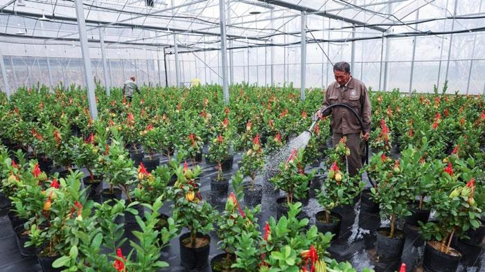 “佛手之鄉”推進產業(yè)升級 助力鄉村振興